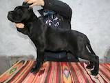 Собаки, щенята Кане Корсо, ціна 12000 Грн., Фото