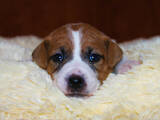Собаки, щенята Джек Рассел тер'єр, ціна 28000 Грн., Фото