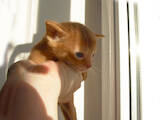 Кошки, котята Абиссинская, цена 10800 Грн., Фото