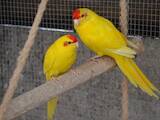 Папуги й птахи Папуги, ціна 600 Грн., Фото