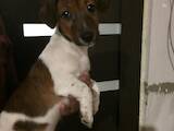 Собаки, щенята Джек Рассел тер'єр, ціна 7000 Грн., Фото