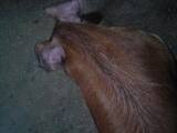Тваринництво,  Сільгосп тварини Свині, ціна 38 Грн., Фото