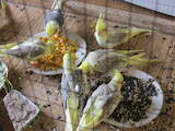 Попугаи и птицы Попугаи, цена 500 Грн., Фото