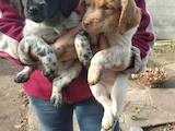 Собаки, щенки Немецкая гладкошерстная легавая, цена 250 Грн., Фото