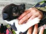 Собаки, щенята Гладкошерста фокстер'єр, ціна 3000 Грн., Фото