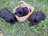Собаки, щенки Лабрадор ретривер, цена 500 Грн., Фото