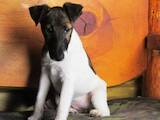 Собаки, щенята Гладкошерста фокстер'єр, ціна 6500 Грн., Фото