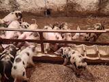 Животноводство,  Сельхоз животные Свиньи, цена 45 Грн., Фото