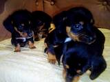 Собаки, щенки Гладкошерстная такса, цена 800 Грн., Фото
