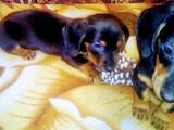 Собаки, щенята Гладкошерста такса, ціна 800 Грн., Фото