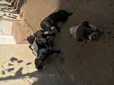 Собаки, щенки Разное, цена 2800 Грн., Фото