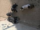 Собаки, щенята Різне, ціна 2800 Грн., Фото