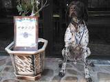 Собаки, щенята Німецька жорсткошерста лягава, ціна 5600 Грн., Фото