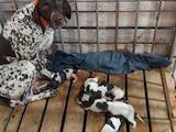 Собаки, щенки Немецкая жесткошерстная легавая, цена 5600 Грн., Фото