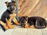 Собаки, щенки Немецкая овчарка, цена 4500 Грн., Фото