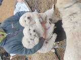 Собаки, щенки Польская подхаланская овчарка, цена 5000 Грн., Фото