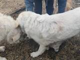 Собаки, щенята Польська підхаланська вівчарка, ціна 5000 Грн., Фото