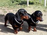 Собаки, щенки Гладкошерстная такса, цена 1300 Грн., Фото