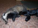 Собаки, щенята Гладкошерста такса, ціна 1300 Грн., Фото