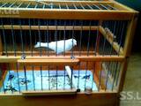 Попугаи и птицы Канарейки, цена 1000 Грн., Фото