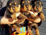 Собаки, щенки Ротвейлер, цена 10 Грн., Фото