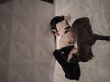 Собаки, щенки Американский стаффордширский терьер, цена 3000 Грн., Фото