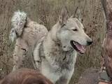 Собаки, щенки Восточно-Сибирская лайка, цена 2500 Грн., Фото