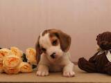 Собаки, щенки Бигль, цена 20000 Грн., Фото