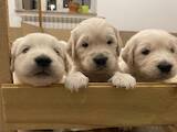 Собаки, щенки Золотистый ретривер, цена 15000 Грн., Фото