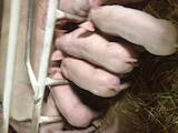 Тваринництво,  Сільгосп тварини Свині, ціна 150 Грн., Фото