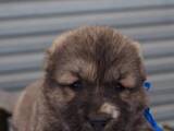 Собаки, щенята Середньоазіатська вівчарка, ціна 8500 Грн., Фото