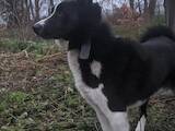 Собаки, щенята Російсько-Європейська лайка, ціна 4500 Грн., Фото