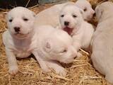 Собаки, щенки Среднеазиатская овчарка, цена 3200 Грн., Фото
