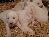Собаки, щенки Среднеазиатская овчарка, цена 3200 Грн., Фото