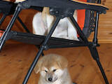 Собаки, щенки Акита-ину, цена 25000 Грн., Фото