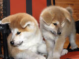Собаки, щенки Акита-ину, цена 25000 Грн., Фото