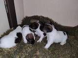 Собаки, щенки Гладкошерстный фокстерьер, цена 1500 Грн., Фото