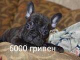 Собаки, щенки Померанский шпиц, цена 8500 Грн., Фото