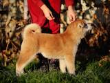 Собаки, щенята Акіта-іну, ціна 18000 Грн., Фото