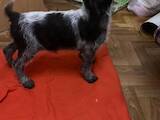 Собаки, щенята Німецька жорсткошерста лягава, ціна 5500 Грн., Фото