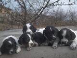 Собаки, щенята Російський спаніель, ціна 800 Грн., Фото