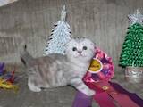 Кішки, кошенята Шотландська короткошерста, ціна 3000 Грн., Фото
