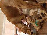 Собаки, щенята Угорська вижла, ціна 14200 Грн., Фото