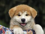 Собаки, щенята Акіта-іну, ціна 11000 Грн., Фото