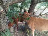 Животноводство,  Сельхоз животные Крупно-рогатый скот, цена 50000 Грн., Фото