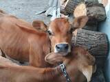 Животноводство,  Сельхоз животные Крупно-рогатый скот, цена 50000 Грн., Фото