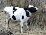 Животноводство,  Сельхоз животные Крупно-рогатый скот, цена 4000 Грн., Фото
