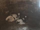 Тваринництво,  Сільгосп тварини Крупно-рогата худоба, ціна 4000 Грн., Фото