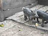 Животноводство,  Сельхоз животные Свиньи, цена 1000 Грн., Фото