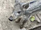 Тваринництво,  Сільгосп тварини Свині, ціна 1000 Грн., Фото